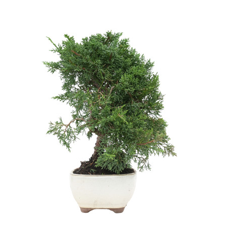 JUNIPERUS CHINENSIS KYUSHU 15759