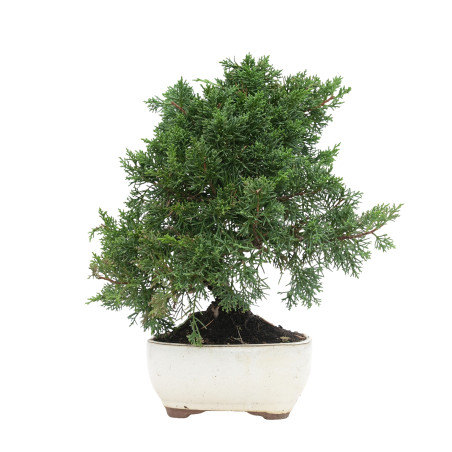 JUNIPERUS CHINENSIS KYUSHU 15759