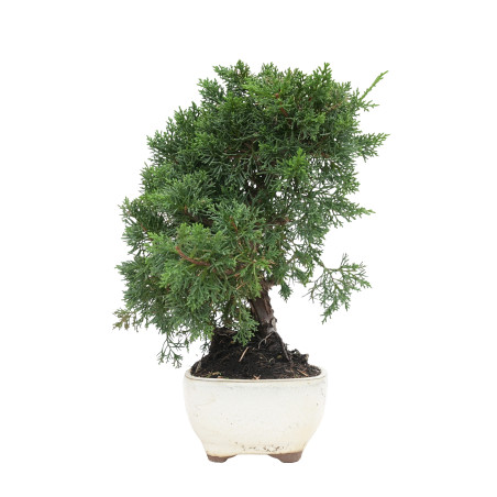 JUNIPERUS CHINENSIS KYUSHU 15759
