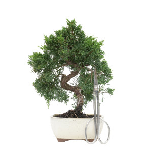 JUNIPERUS CHINENSIS KYUSHU 15755