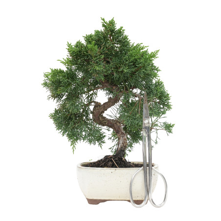 JUNIPERUS CHINENSIS KYUSHU 15755