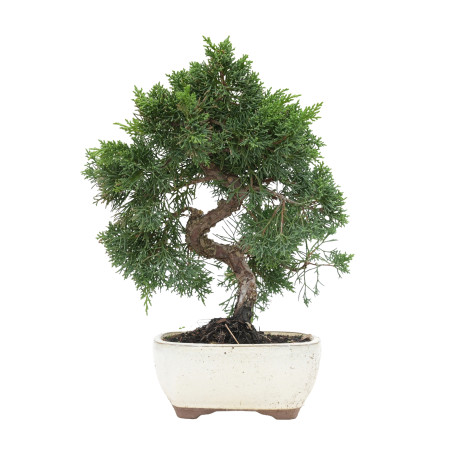 JUNIPERUS CHINENSIS KYUSHU 15755