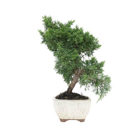 JUNIPERUS CHINENSIS KYUSHU 15755