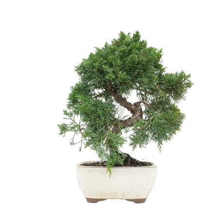 JUNIPERUS CHINENSIS KYUSHU 15755