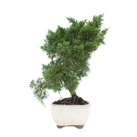JUNIPERUS CHINENSIS KYUSHU 15755