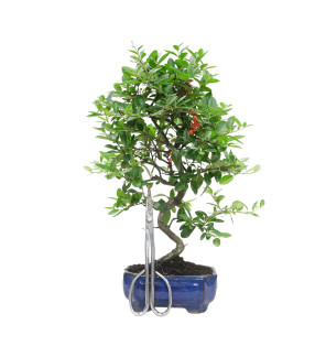 PYRACANTHA 15741