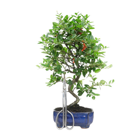 PYRACANTHA 15741