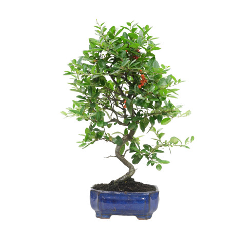 PYRACANTHA 15741