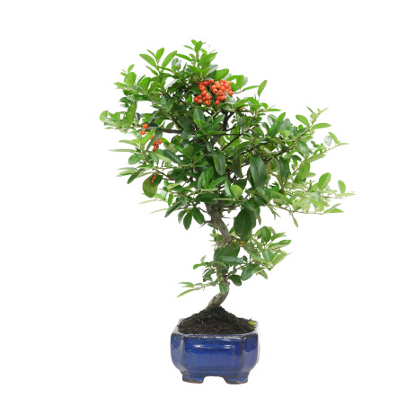 PYRACANTHA 15741