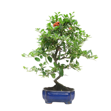 PYRACANTHA 15741