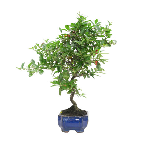 PYRACANTHA 15741