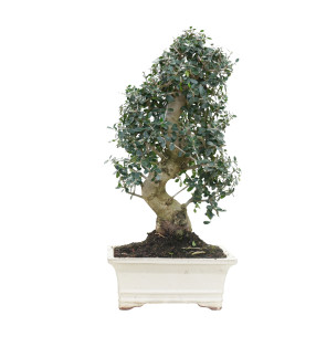 OLIVO SILVESTRE 15786