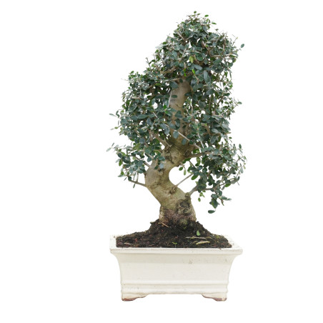 OLIVO SILVESTRE 15786