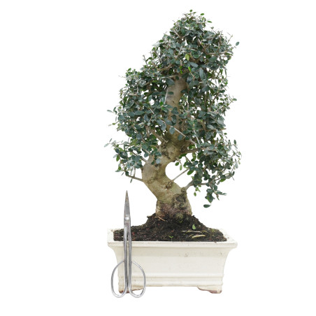 OLIVO SILVESTRE 15786