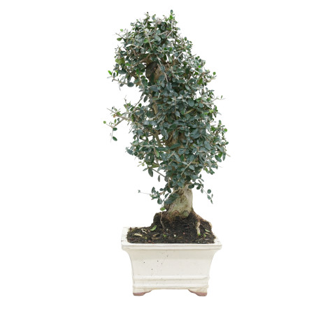 OLIVO SILVESTRE 15786