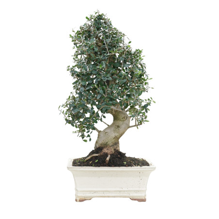 OLIVO SILVESTRE 15786