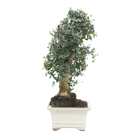 OLIVO SILVESTRE 15786