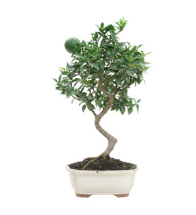 CITRUS MYRTIFOLIA 15789