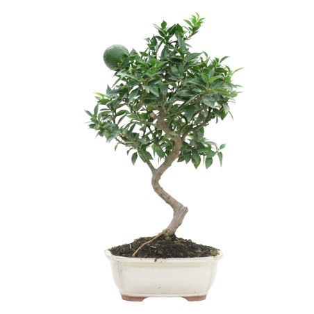 CITRUS MYRTIFOLIA 15789