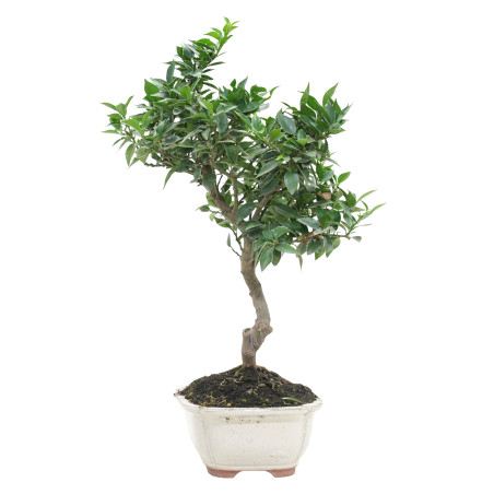 CITRUS MYRTIFOLIA 15789