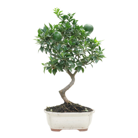 CITRUS MYRTIFOLIA 15789