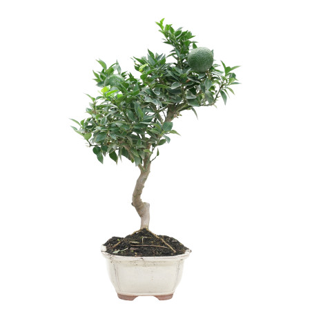 CITRUS MYRTIFOLIA 15789