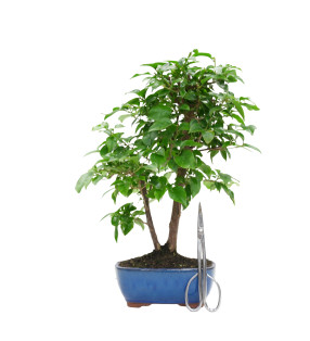 BOUGAINVILLEA GLABRA 15628