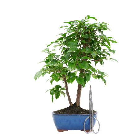 BOUGAINVILLEA GLABRA 15628