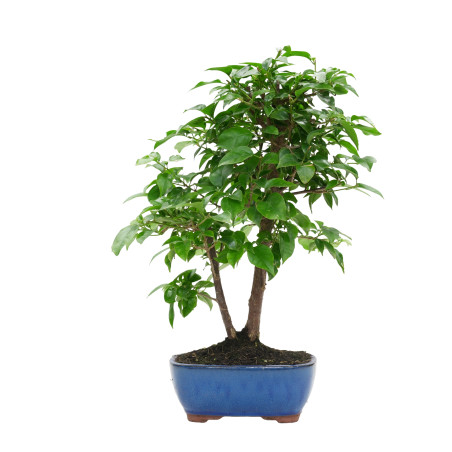 BOUGAINVILLEA GLABRA 15628