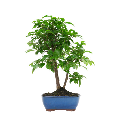 BOUGAINVILLEA GLABRA 15628