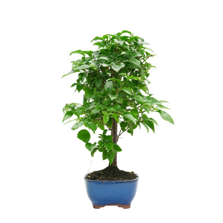 BOUGAINVILLEA GLABRA 15628