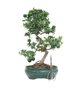 CITRUS MYRTIFOLIA 15791