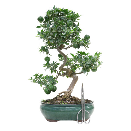 CITRUS MYRTIFOLIA 15791