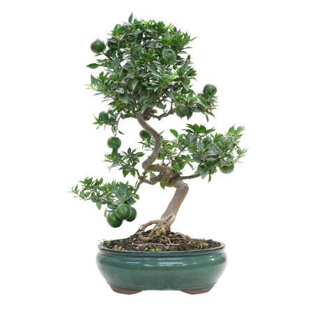 CITRUS MYRTIFOLIA 15791