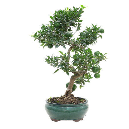 CITRUS MYRTIFOLIA 15791