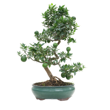 CITRUS MYRTIFOLIA 15791