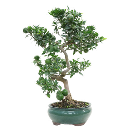 CITRUS MYRTIFOLIA 15791