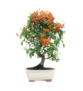 PYRACANTHA 15743