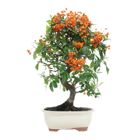 PYRACANTHA 15743