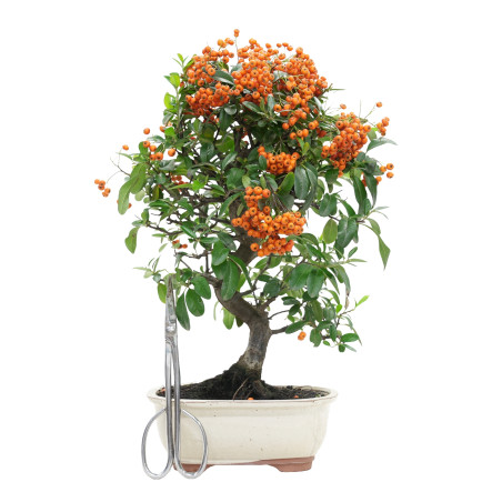 PYRACANTHA 15743