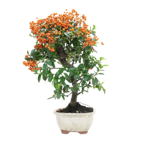 PYRACANTHA 15743