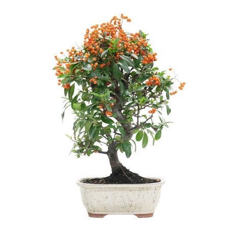 PYRACANTHA 15743
