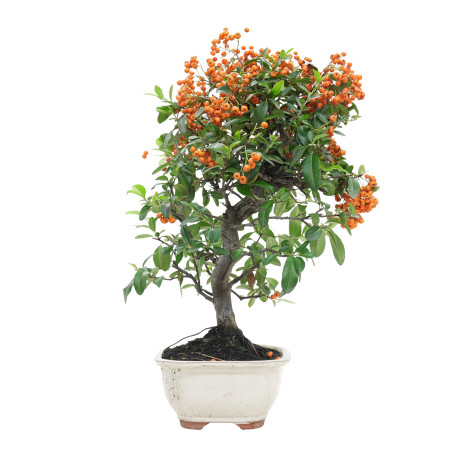 PYRACANTHA 15743