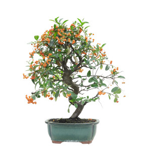 PYRACANTHA 15746