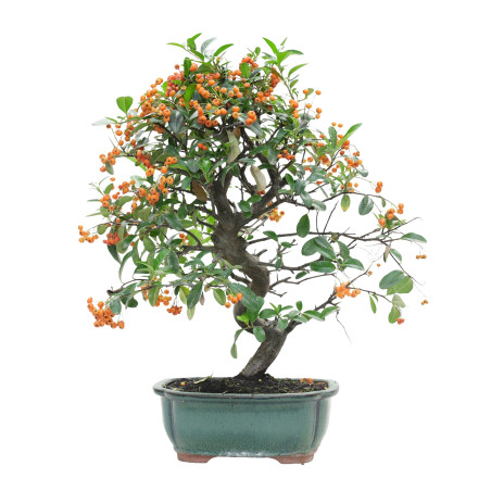 PYRACANTHA 15746