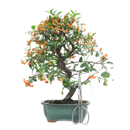 PYRACANTHA 15746