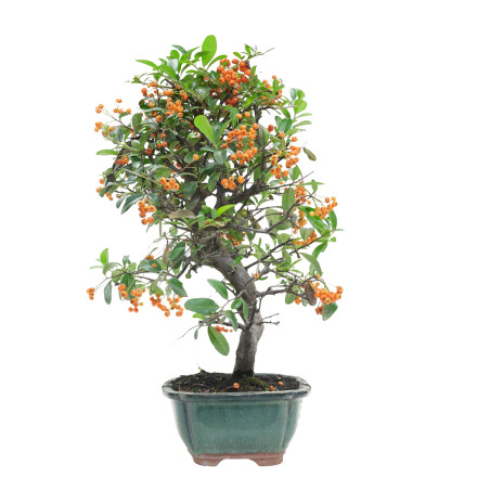 PYRACANTHA 15746