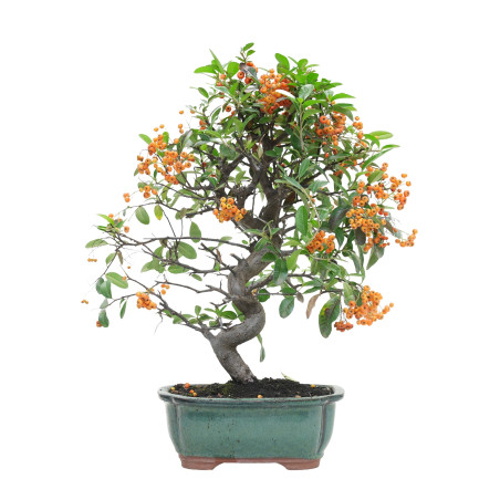 PYRACANTHA 15746