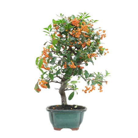 PYRACANTHA 15746