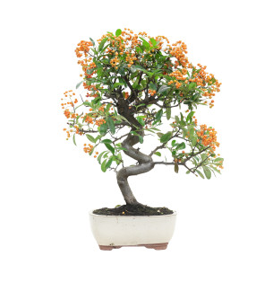 PYRACANTHA 15745